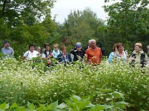 Les Jardins du Grand Portage à St-Didace; du joli sarrasin, tout en fleurs! Prise par Nicole Sanschagrin